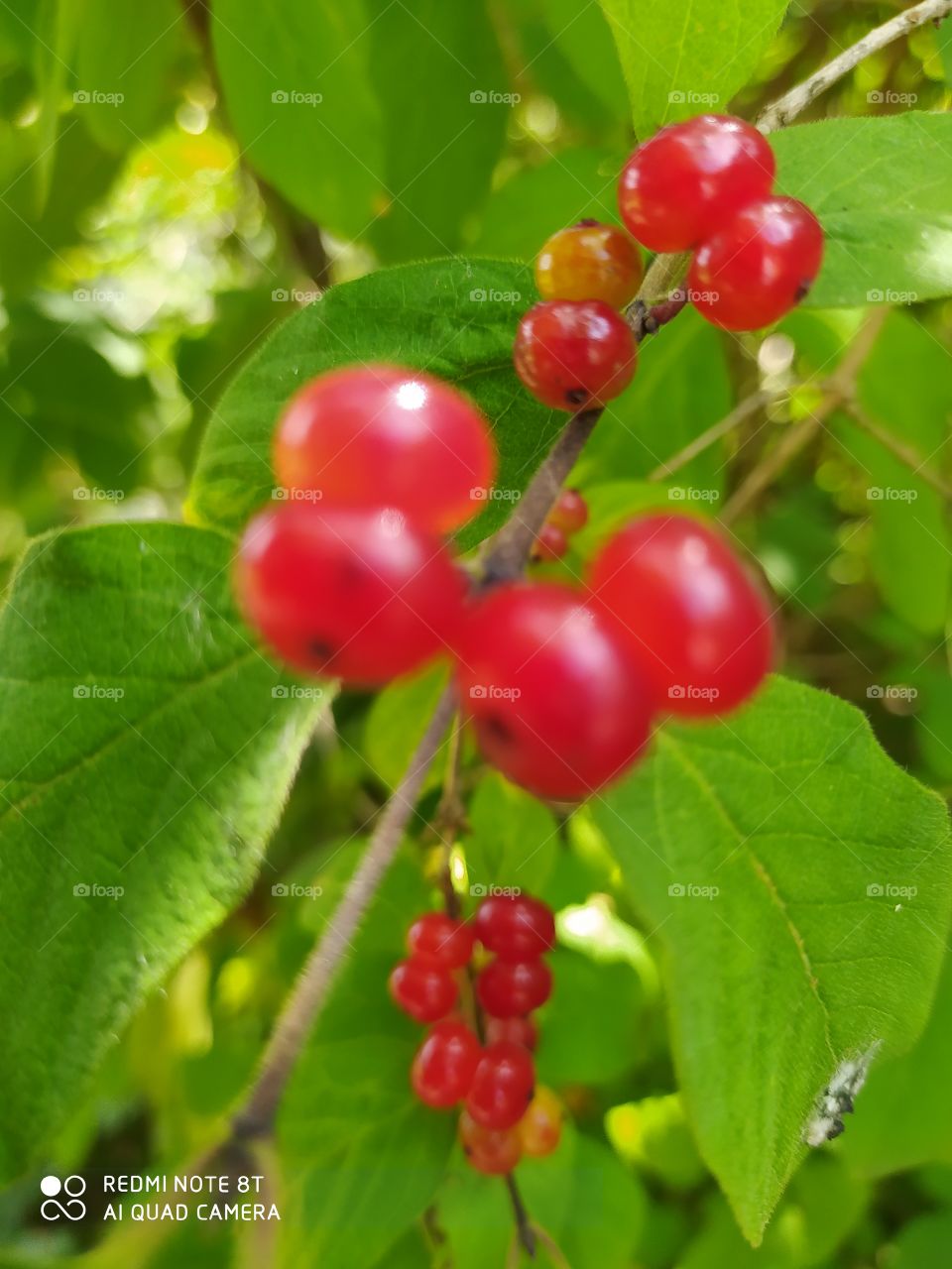 rowanberry