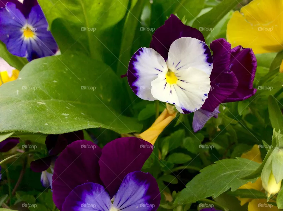 nature