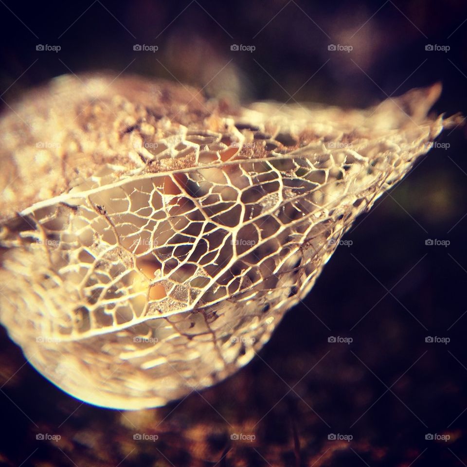 Macro seed pod