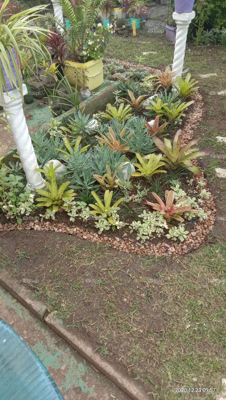 Succulent arrangements 1