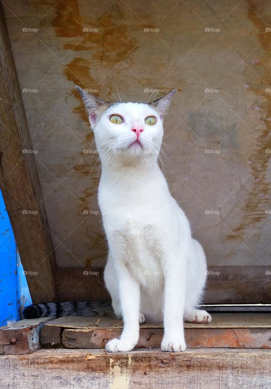 Cat sit in wood house...