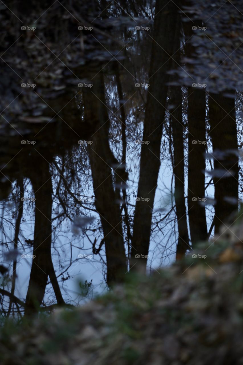 Reflection in the woods