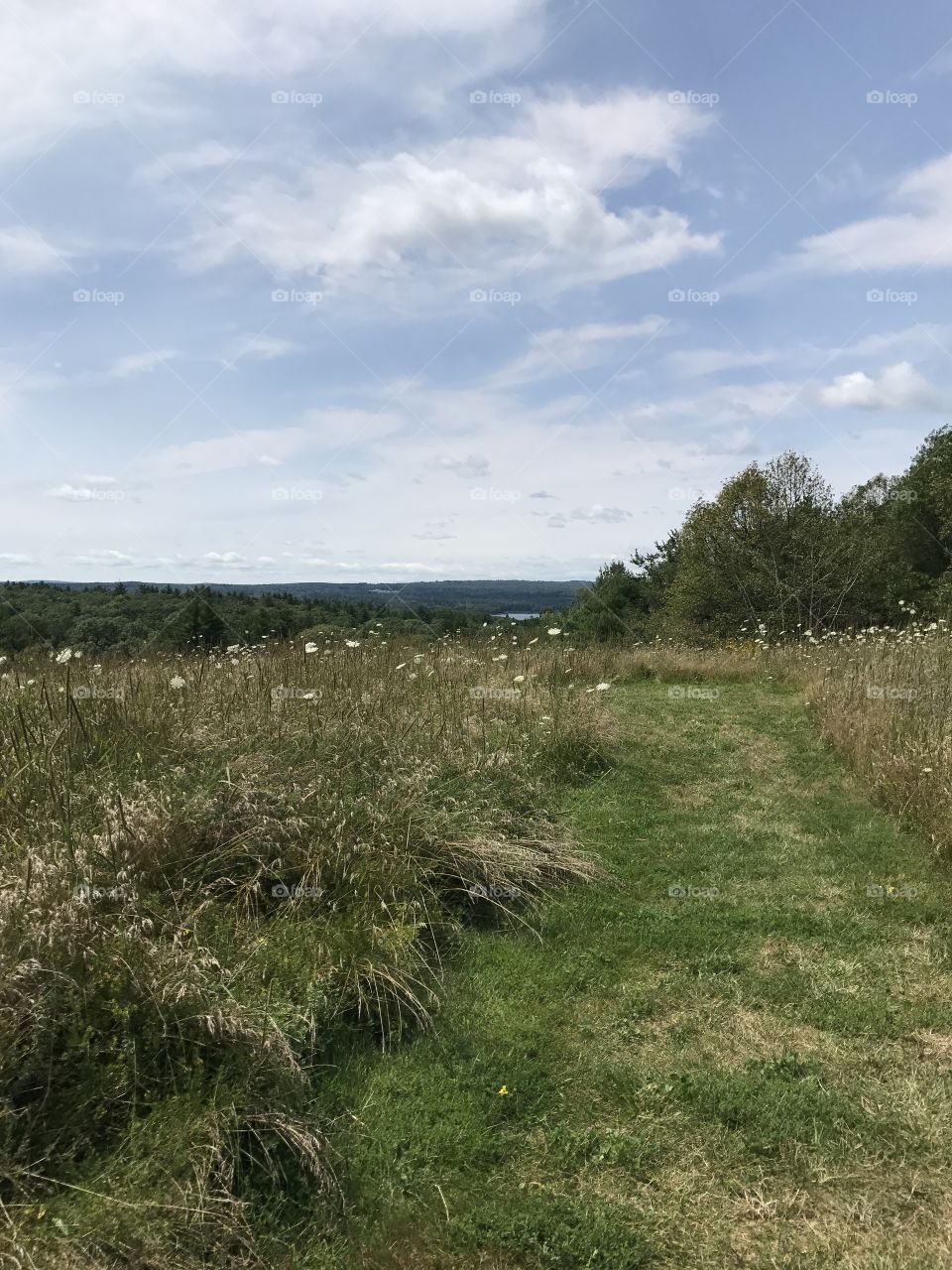 White wildflowers along a field path in the mountains