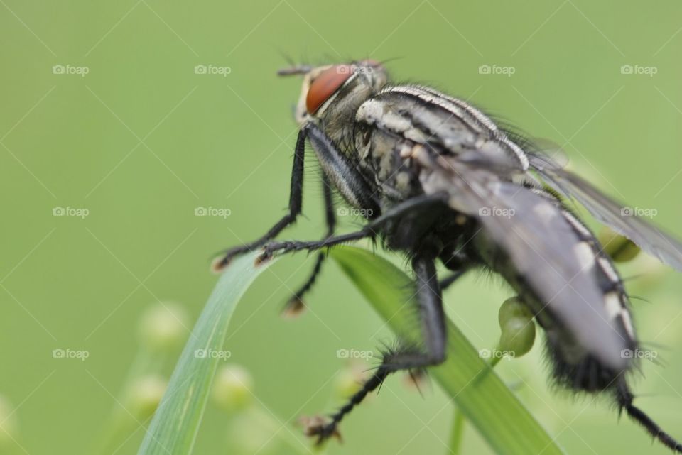 Close Up Of Fly