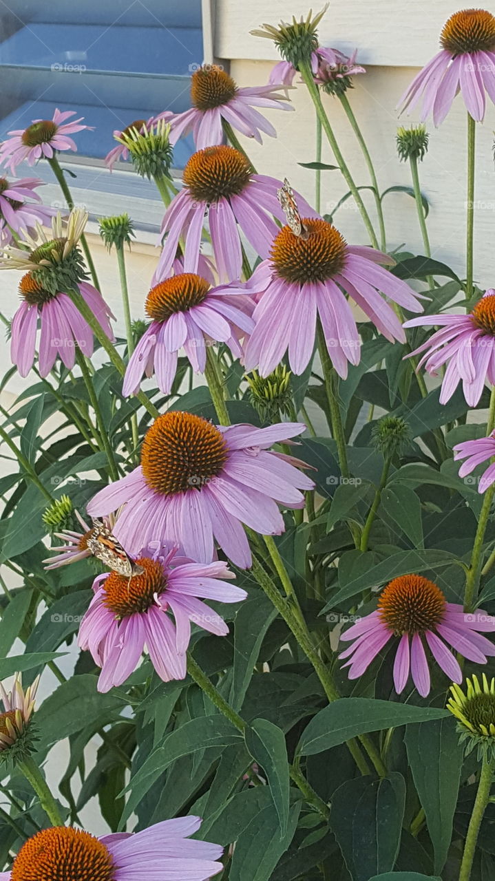 butterfly in a garden
