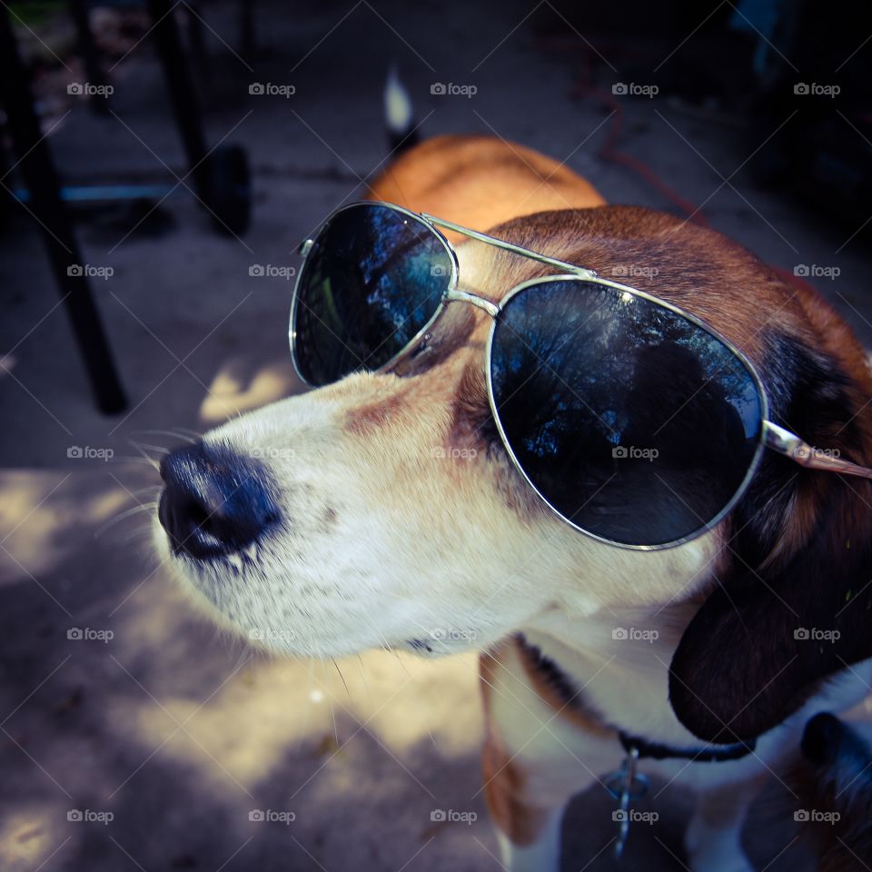 Stylish Beagle
