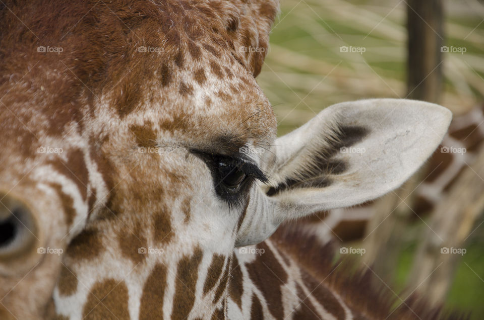 Fascinating giraffe close up - looking into his eyes