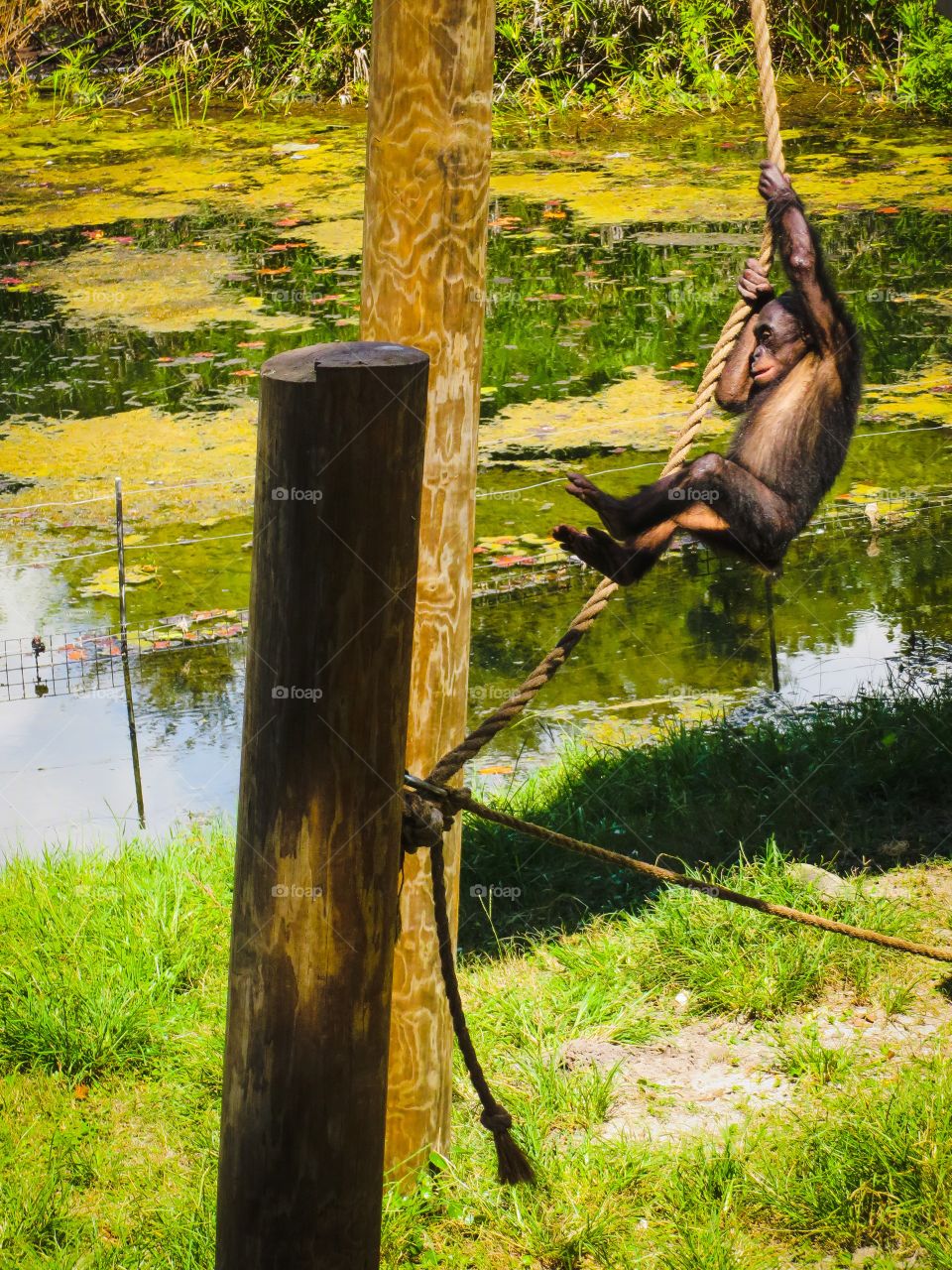 Swinging monkey