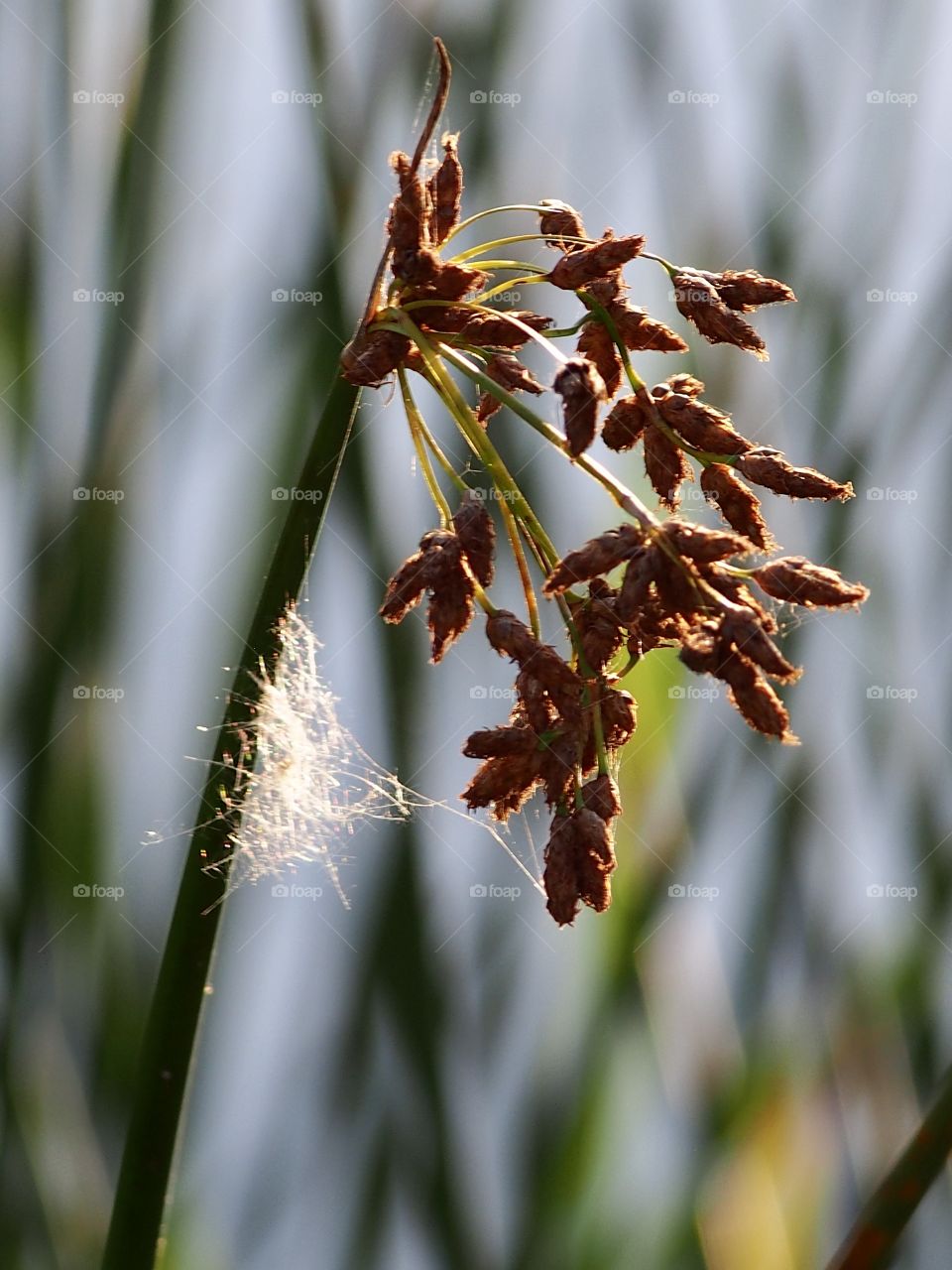Fluff on the reed