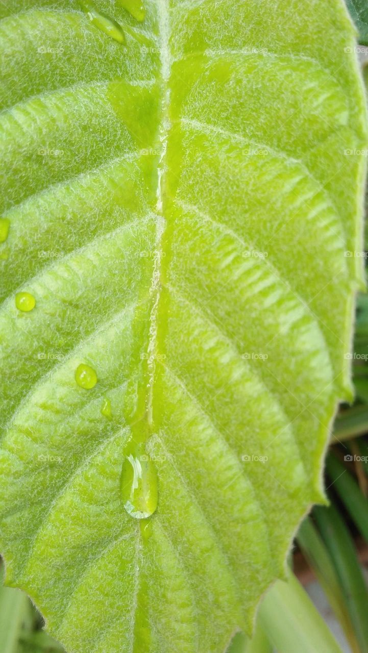 Macro rain drops on a beautiful green tree leaf.