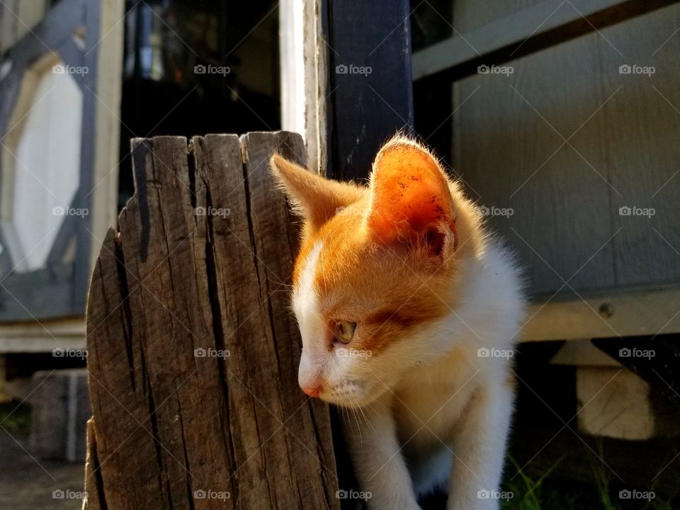 kitten focus