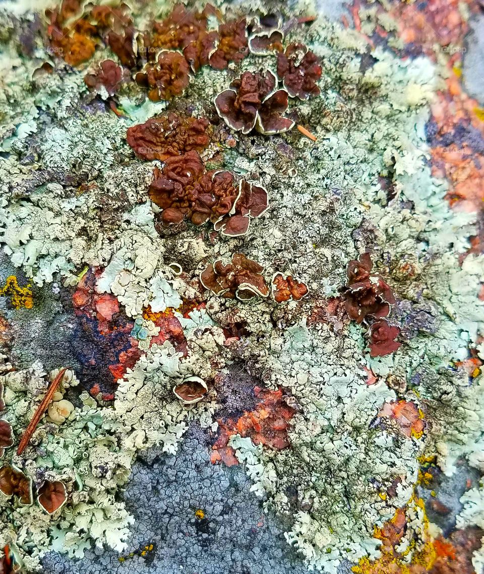 Lichen Still Life