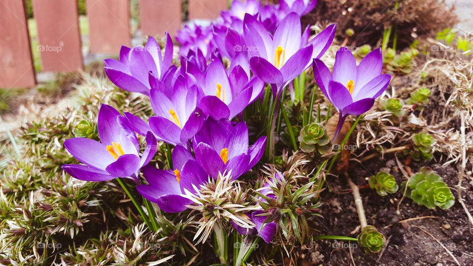 Crocuses