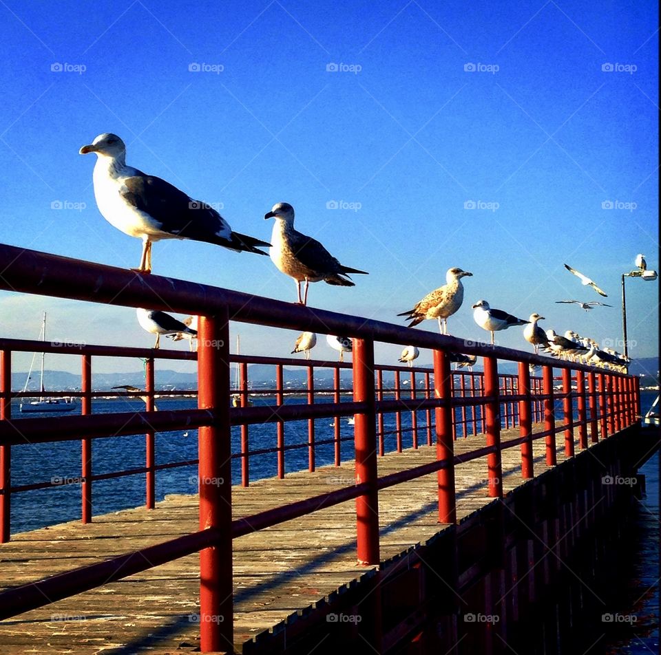 birds sunbathing on the pier