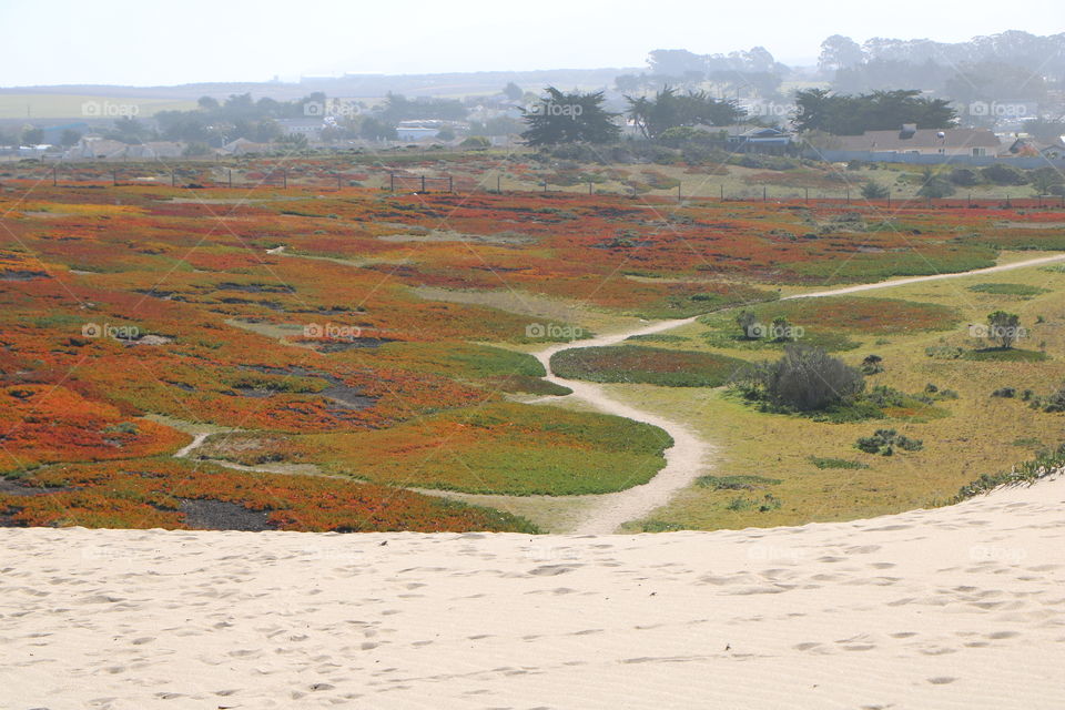 Sand dunes overlooking the field of colorful succulents and trees on a distance 