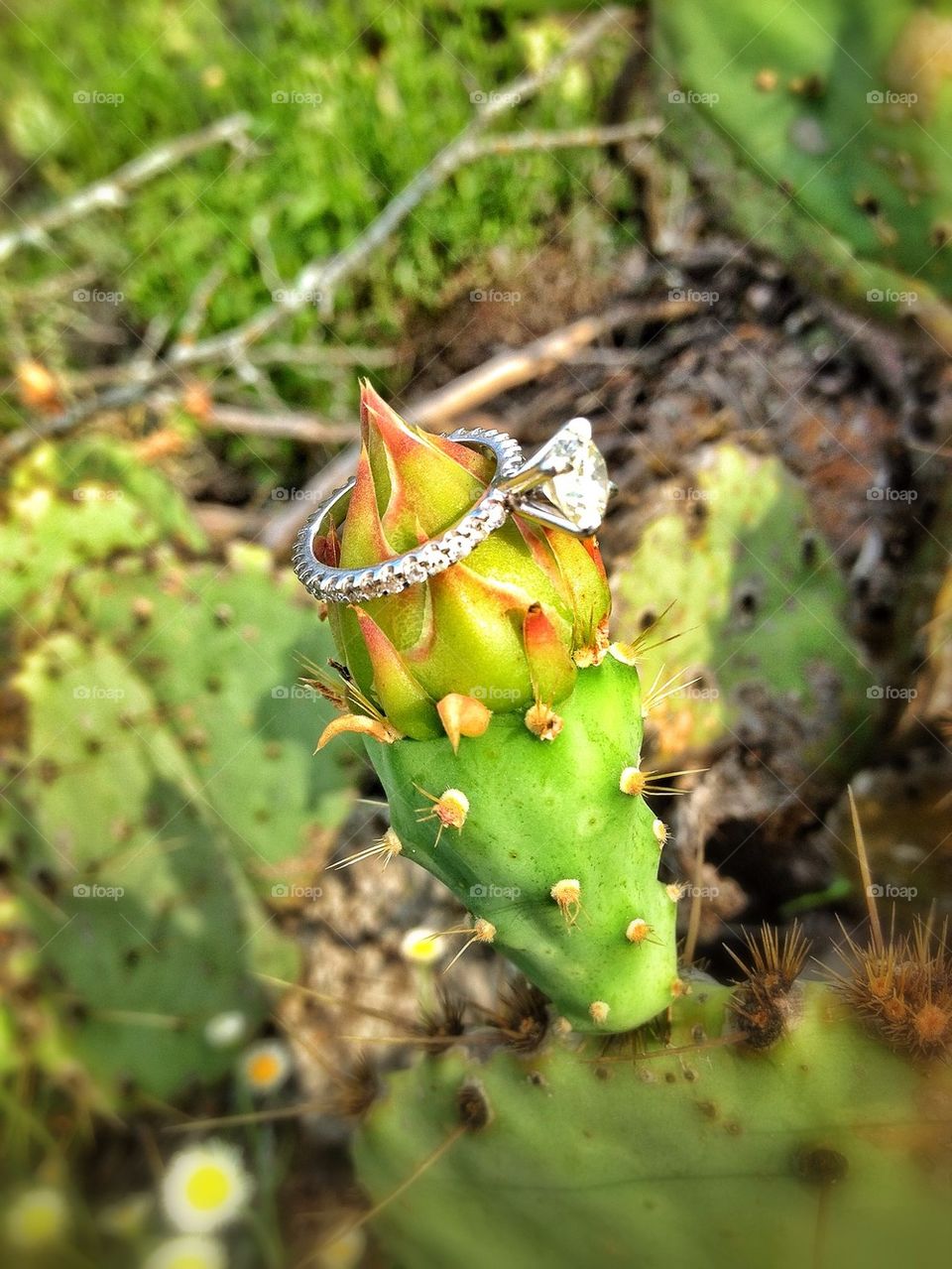 Engagement ring and cactus: Ying Yang, sweet and sour