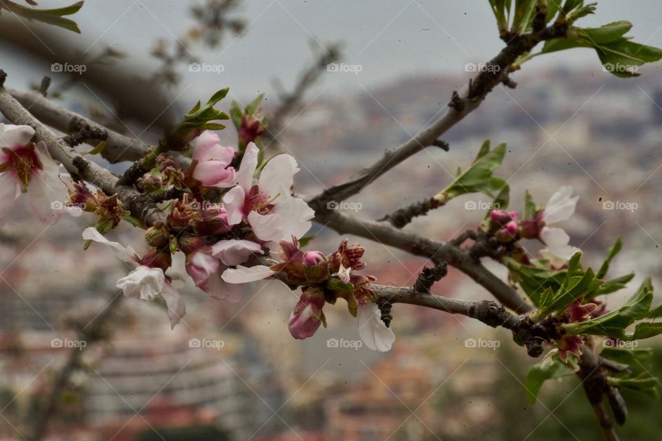City view through an almond tree branch.