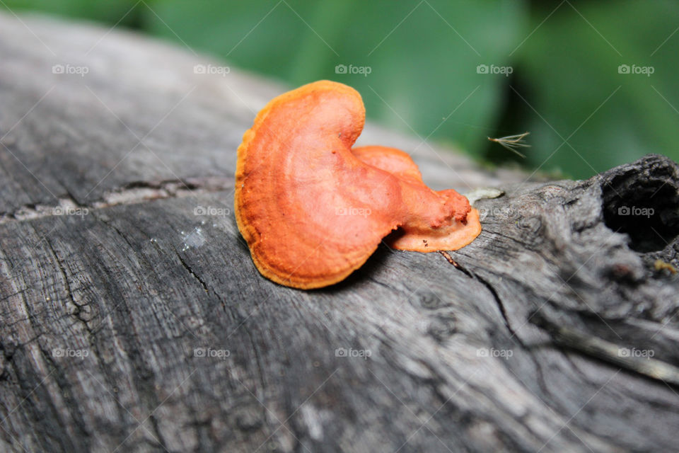 nature flower tree orange by twilite