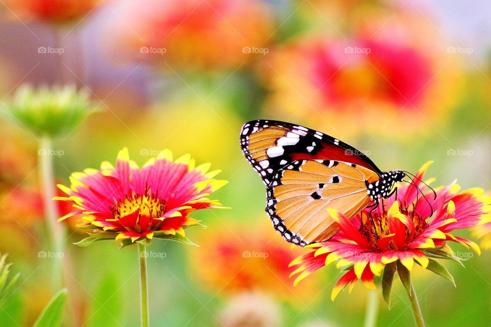 Beautiful garden with amazing  flowers and butterfly flying around.