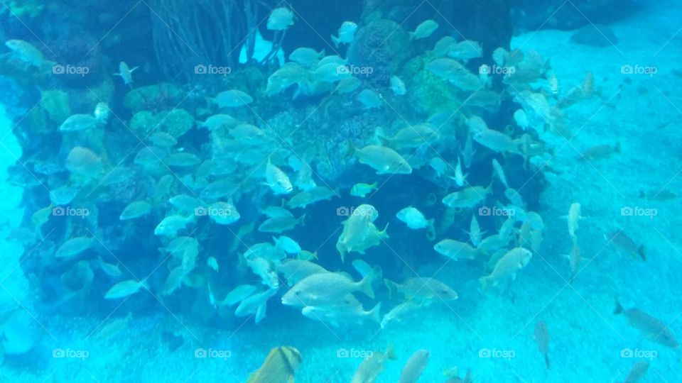 Underwater, Fish, Ocean, Sea, Coral