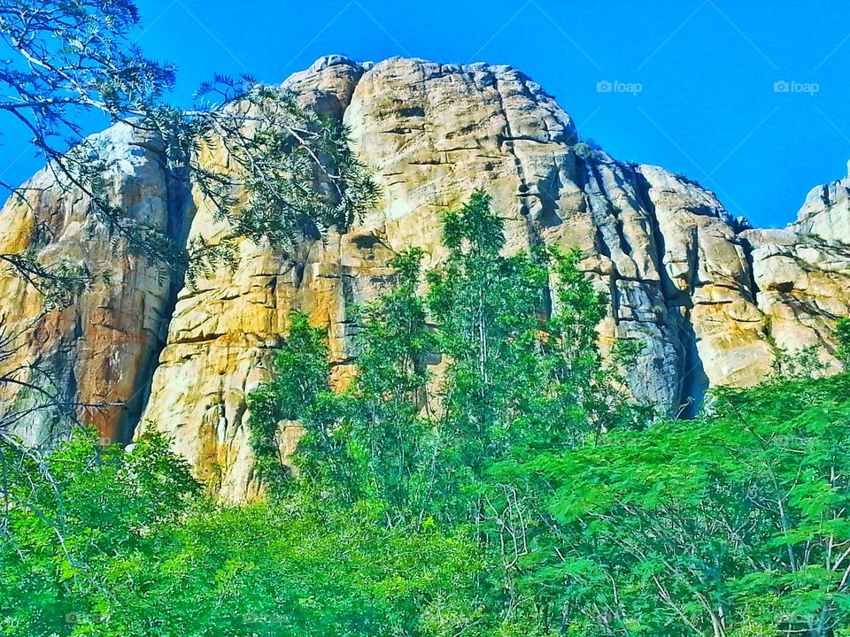 forest. magical forest