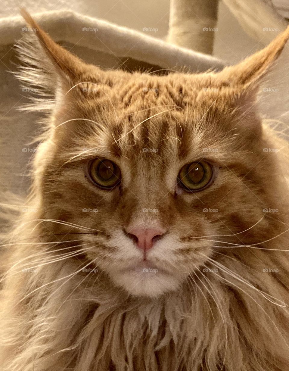 Face of red tabby maine coon cat