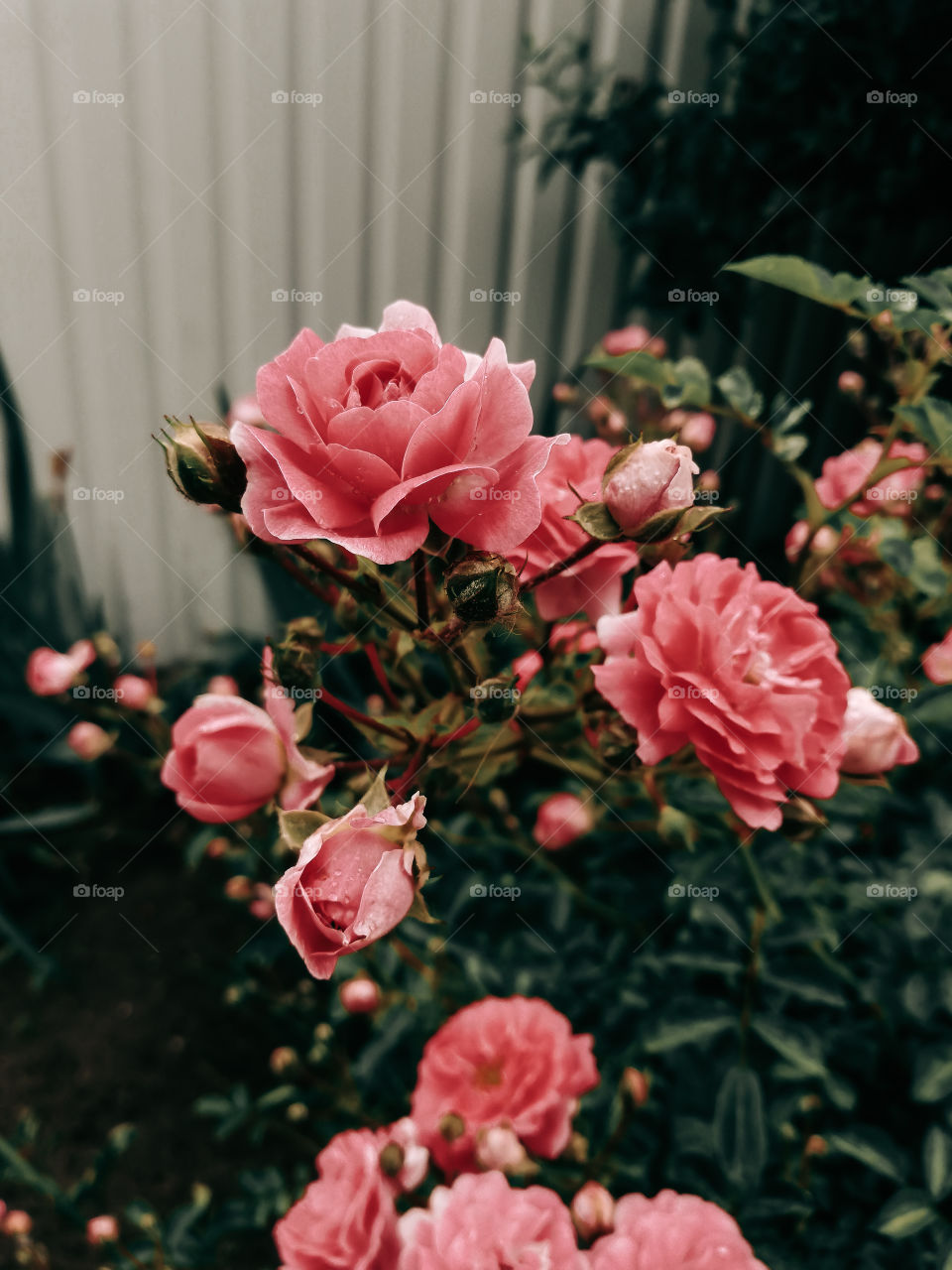 Flowers and the place