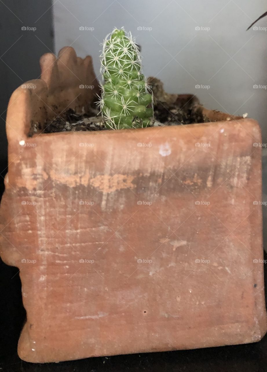 Cactus 