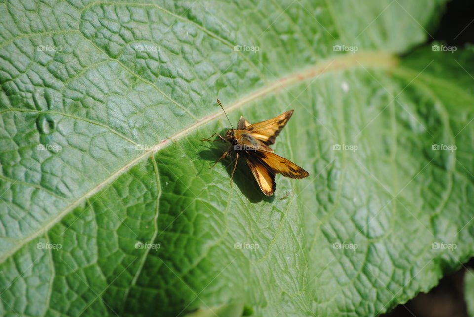 4 wing moth