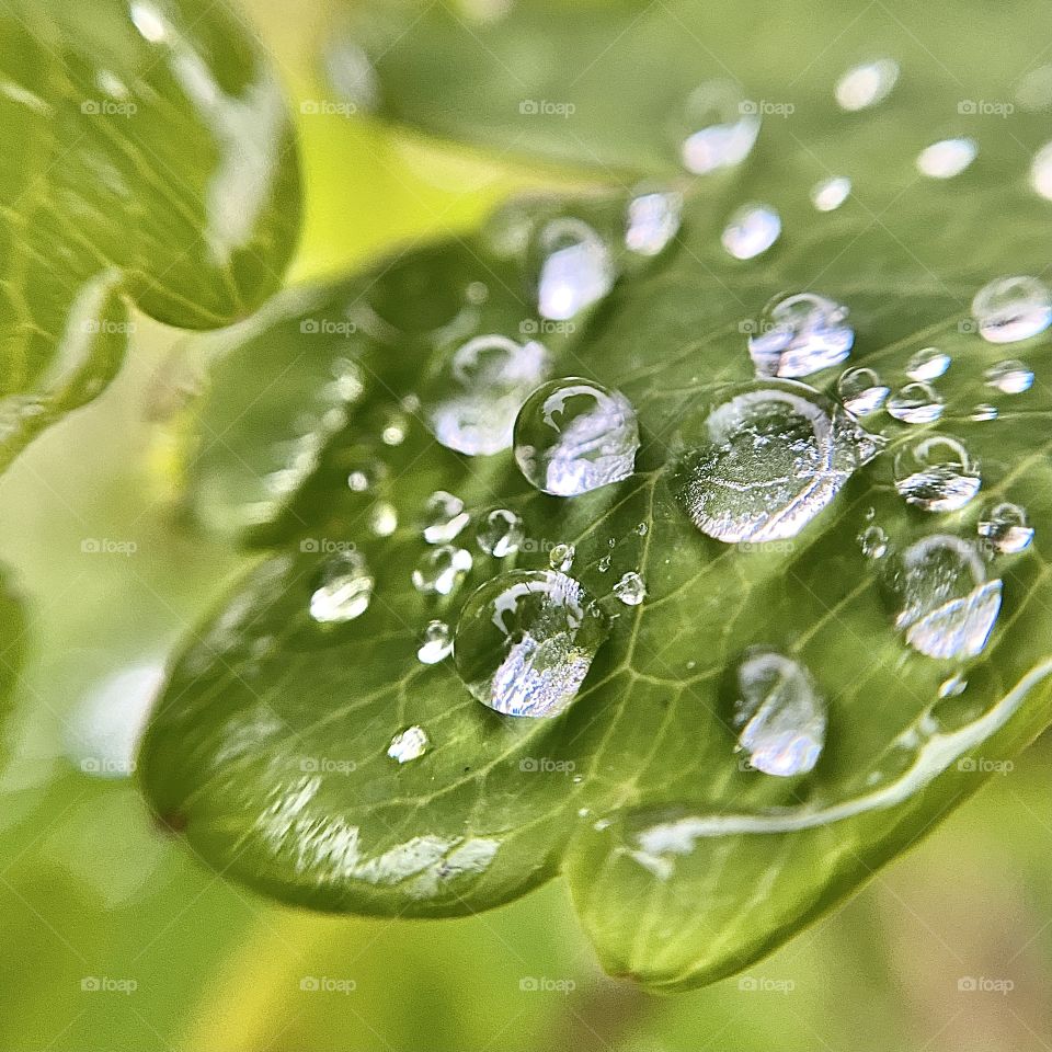 Drops in plant