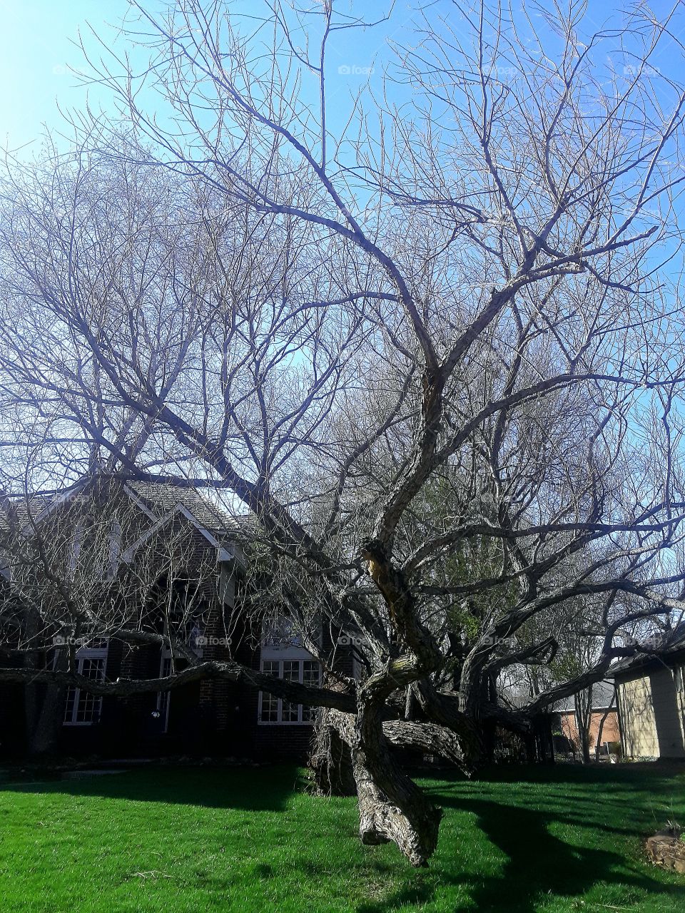 Twisted Tree In Yard