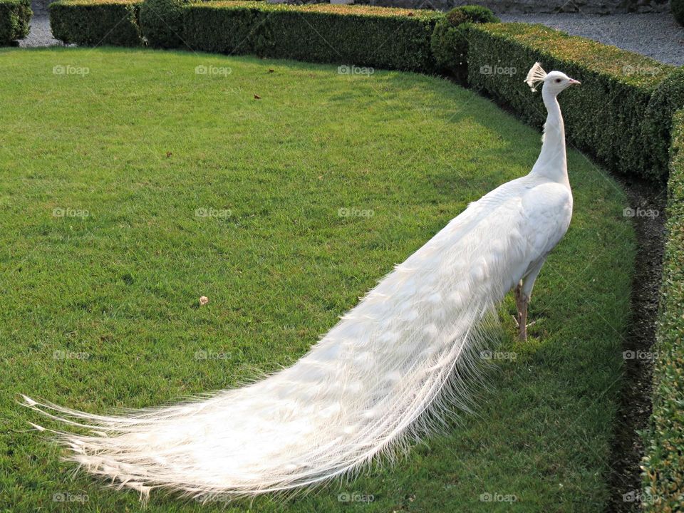 peacock
