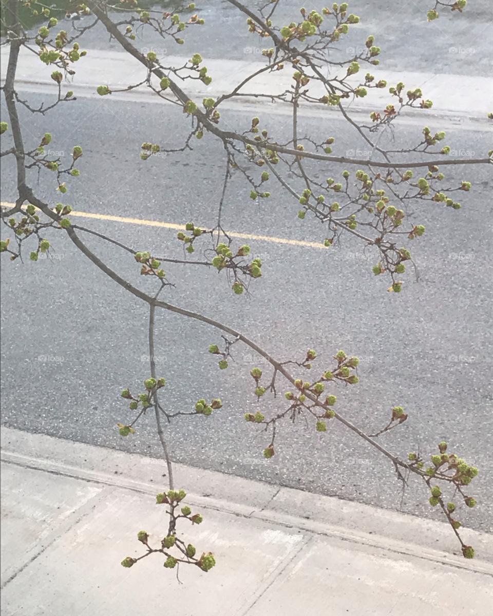 Tree leaves sprouting