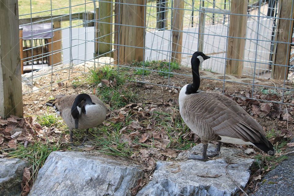 Two adult Geese chilling with the goats and human tourists. Taken at ZooAmerica in Hershey, Pennsylvania.