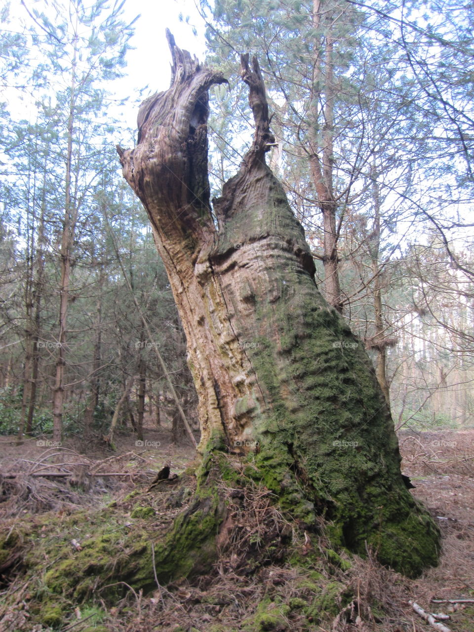 Old Ancient Oak Tree