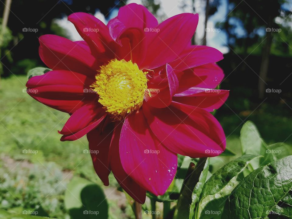 pink dalhia in summer