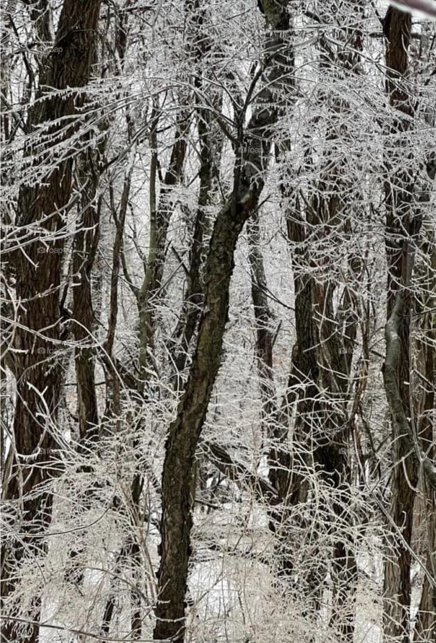 Ice covered trees