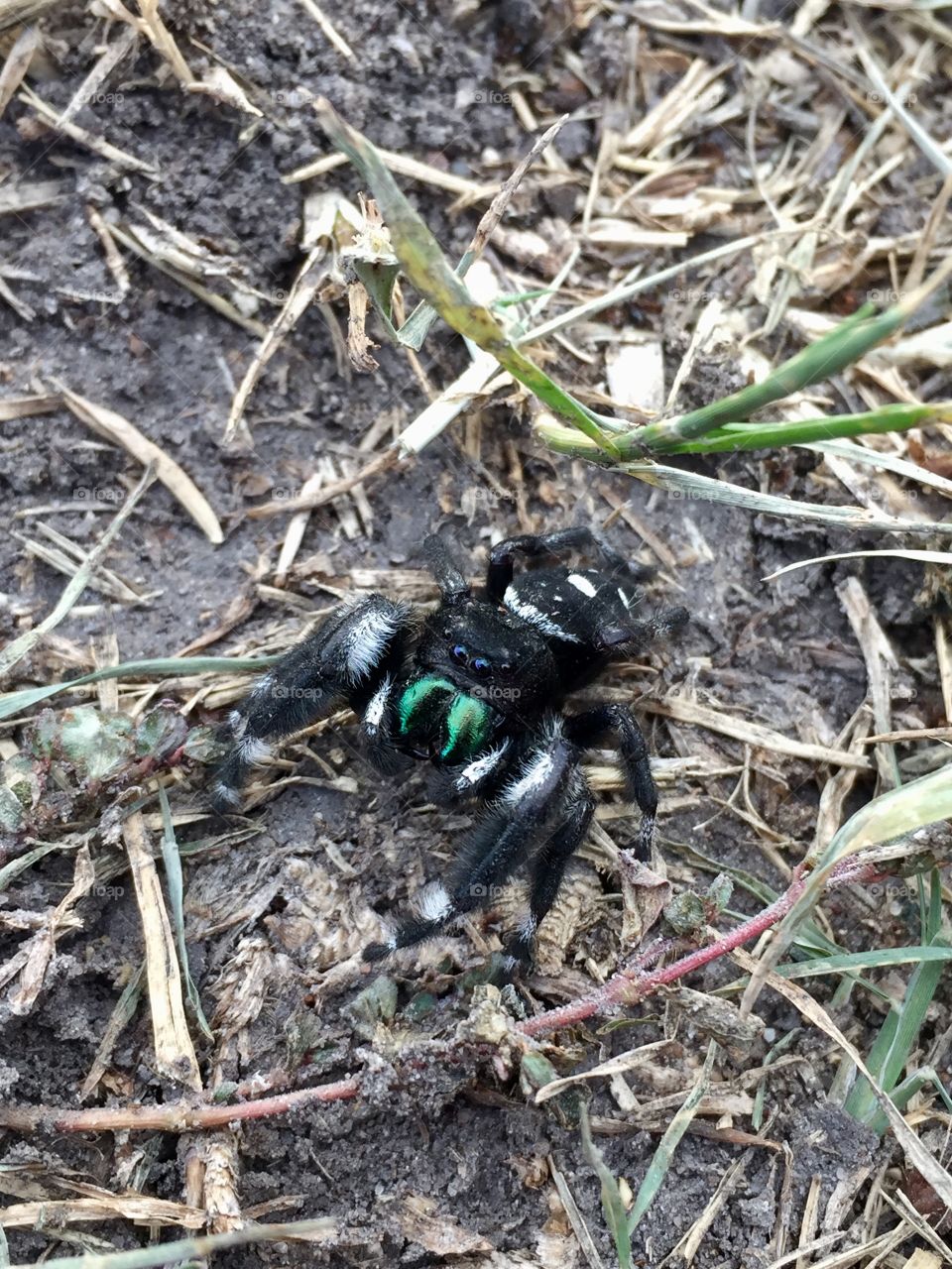 Jumping spider in its natural habitat 