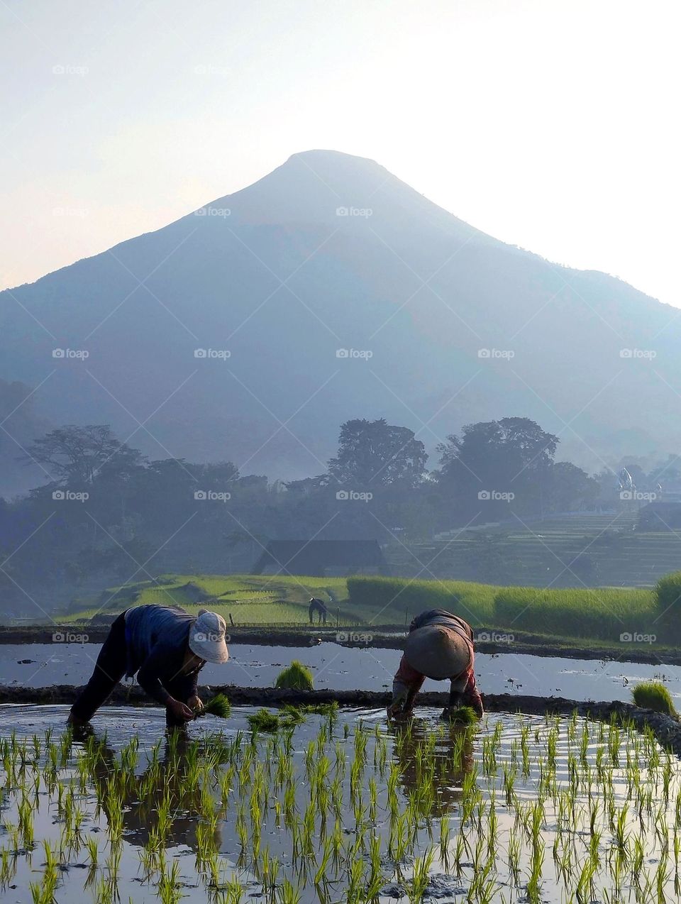 Indonesian farmers