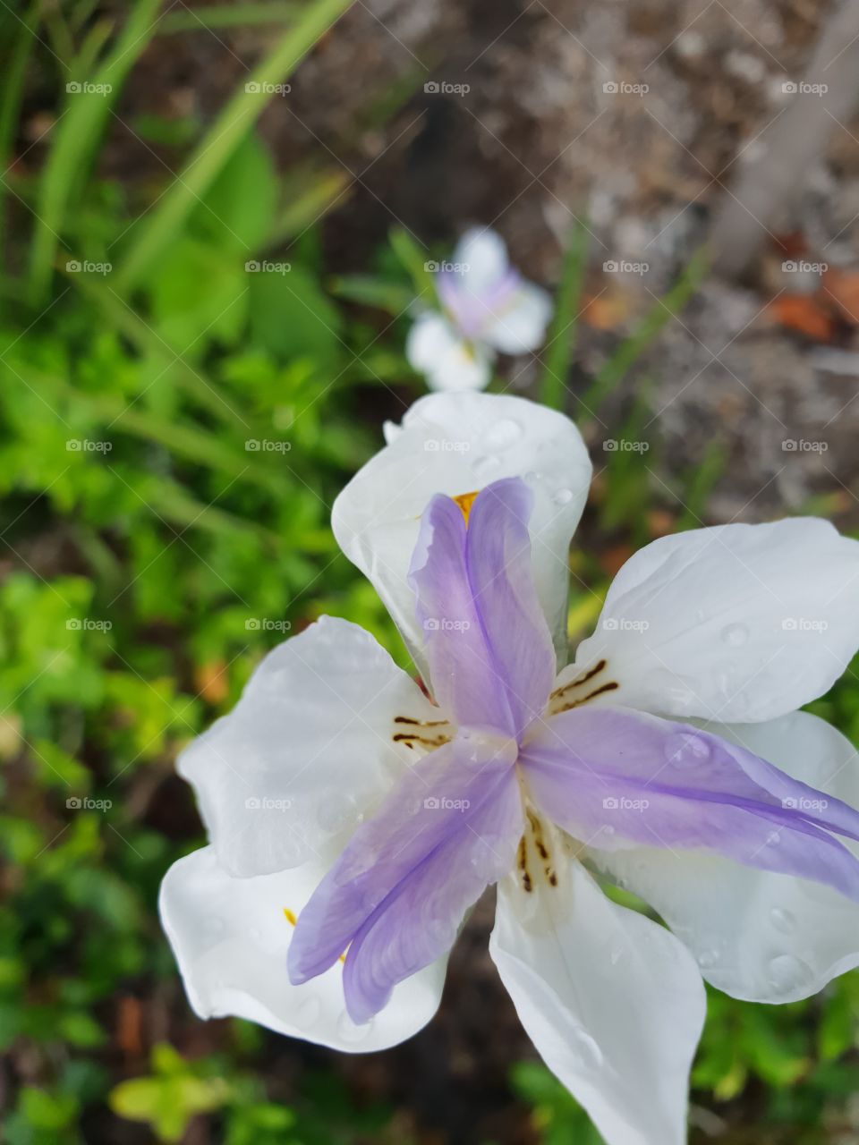 Close up small white violet flower