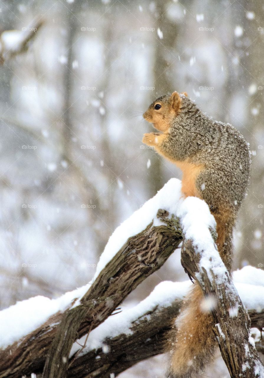 Fox squirrel sitting on a broken tree limb as snow fall