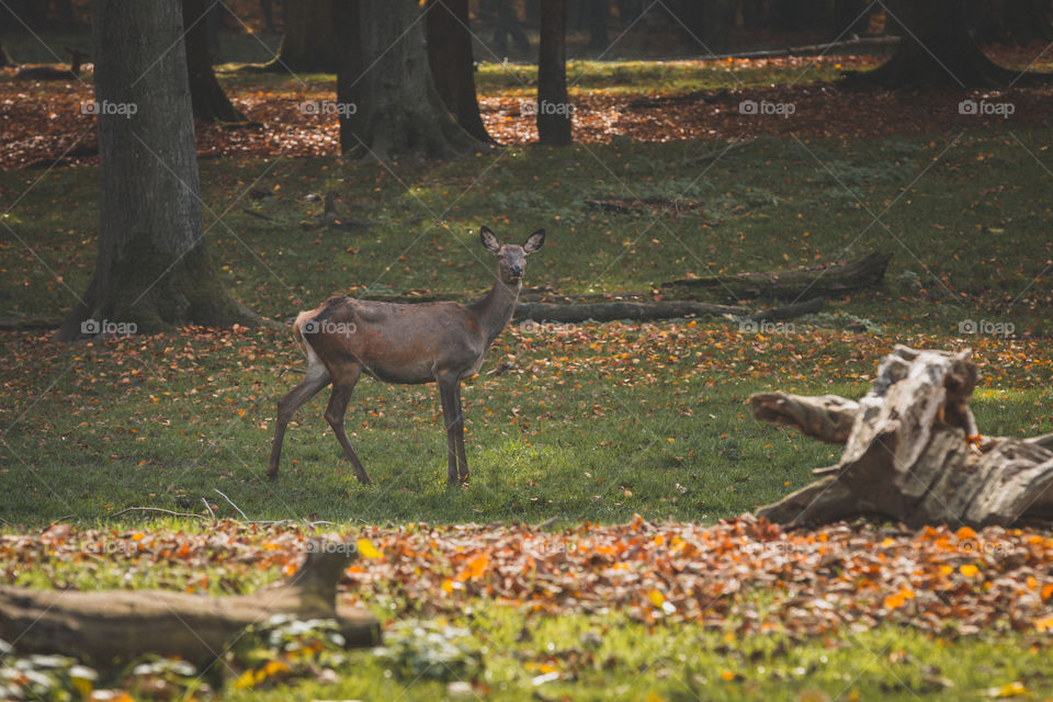 Two does in the wood, foreground and background.