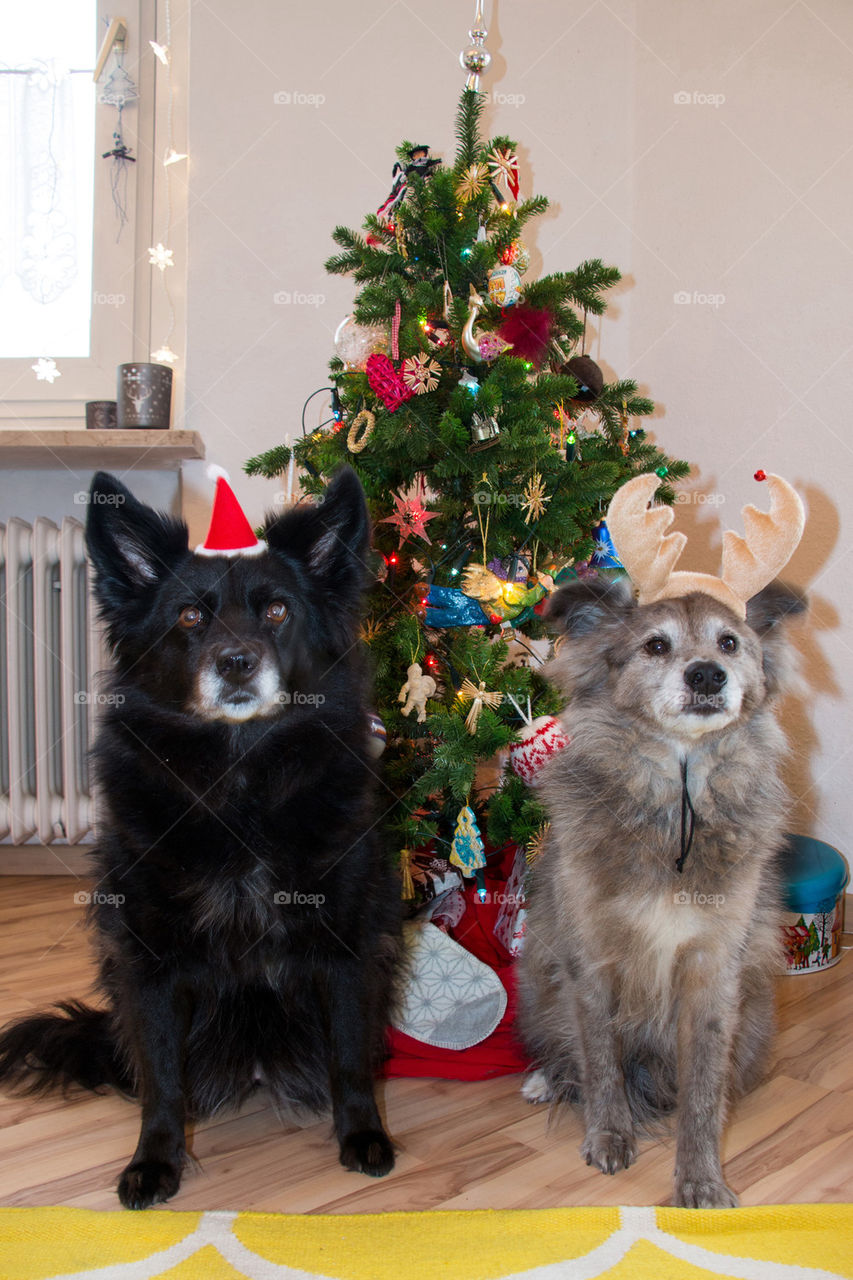 Cute and Christmas-y pups 