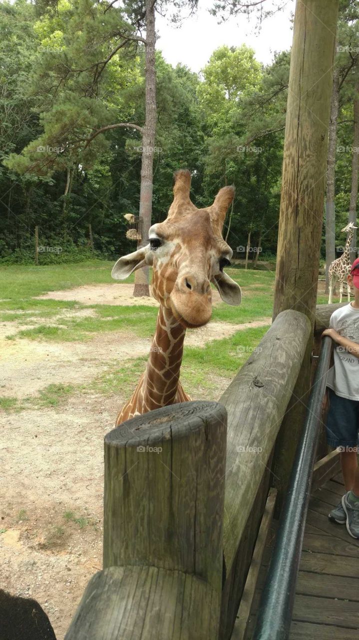 Zoo
Giraffe picture