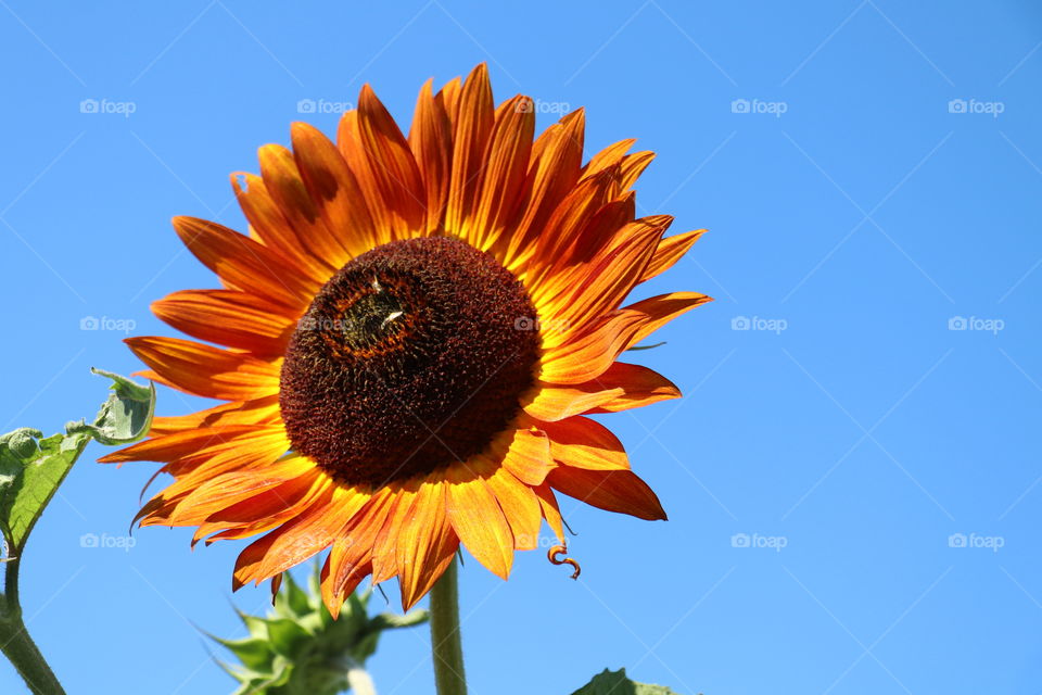 Happy Sunflower