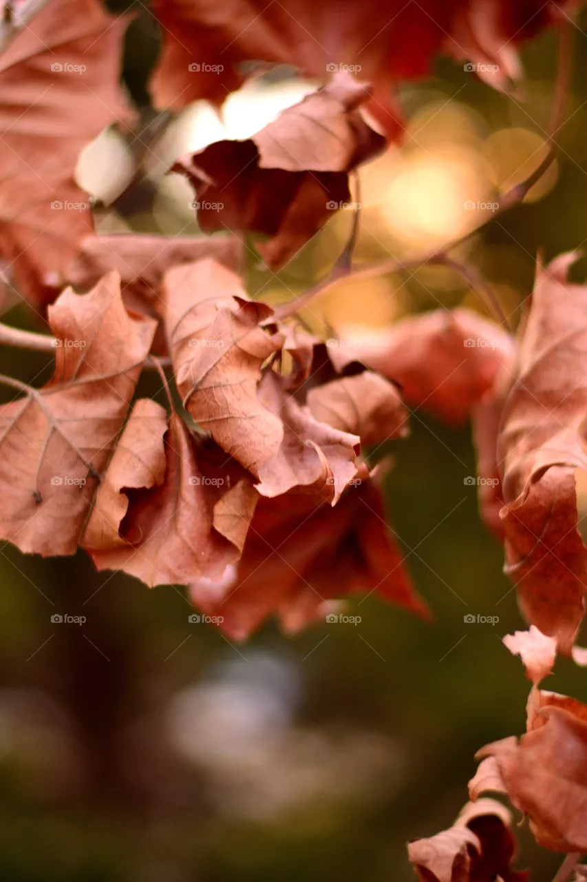 leafs