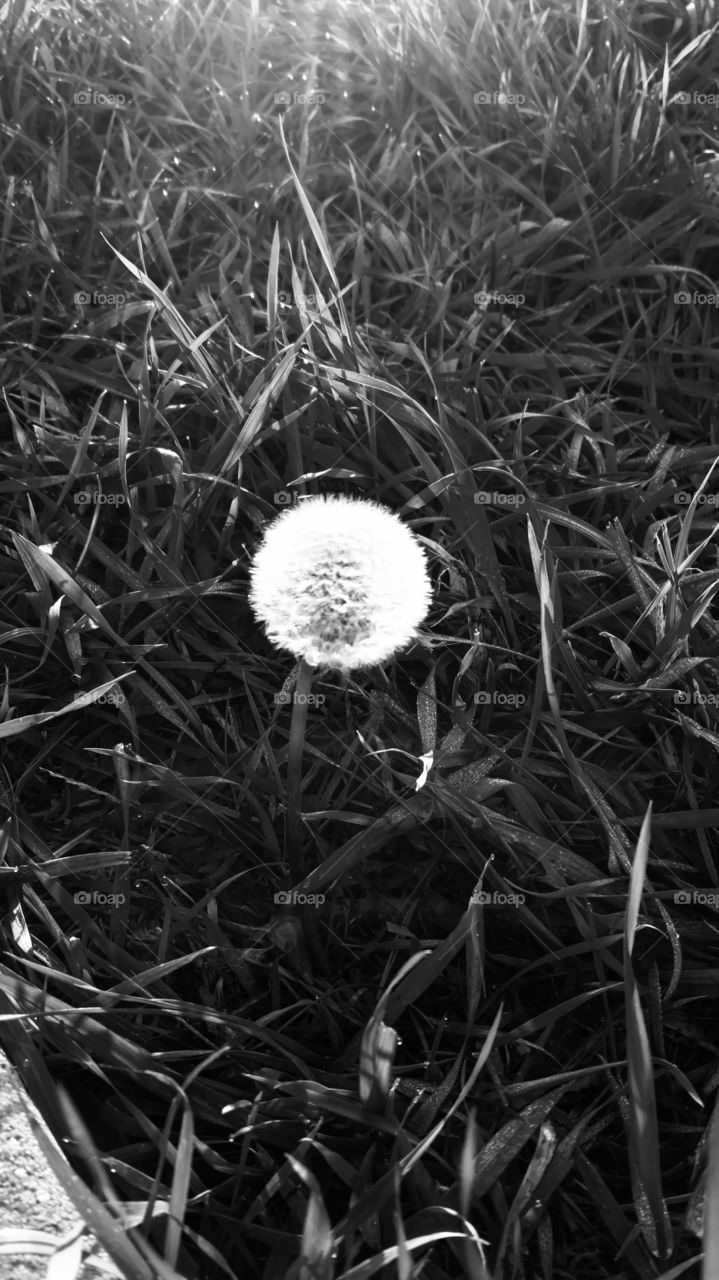 B/W Dandelion
