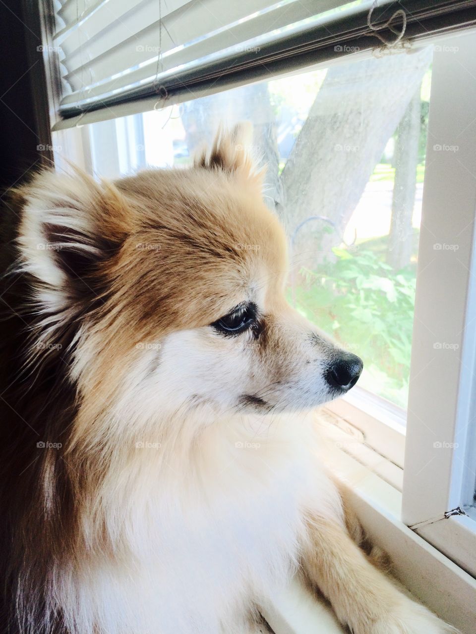 Pommie in the Window. Pomeranian looking out the window