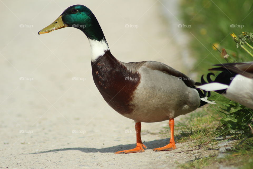 Ente