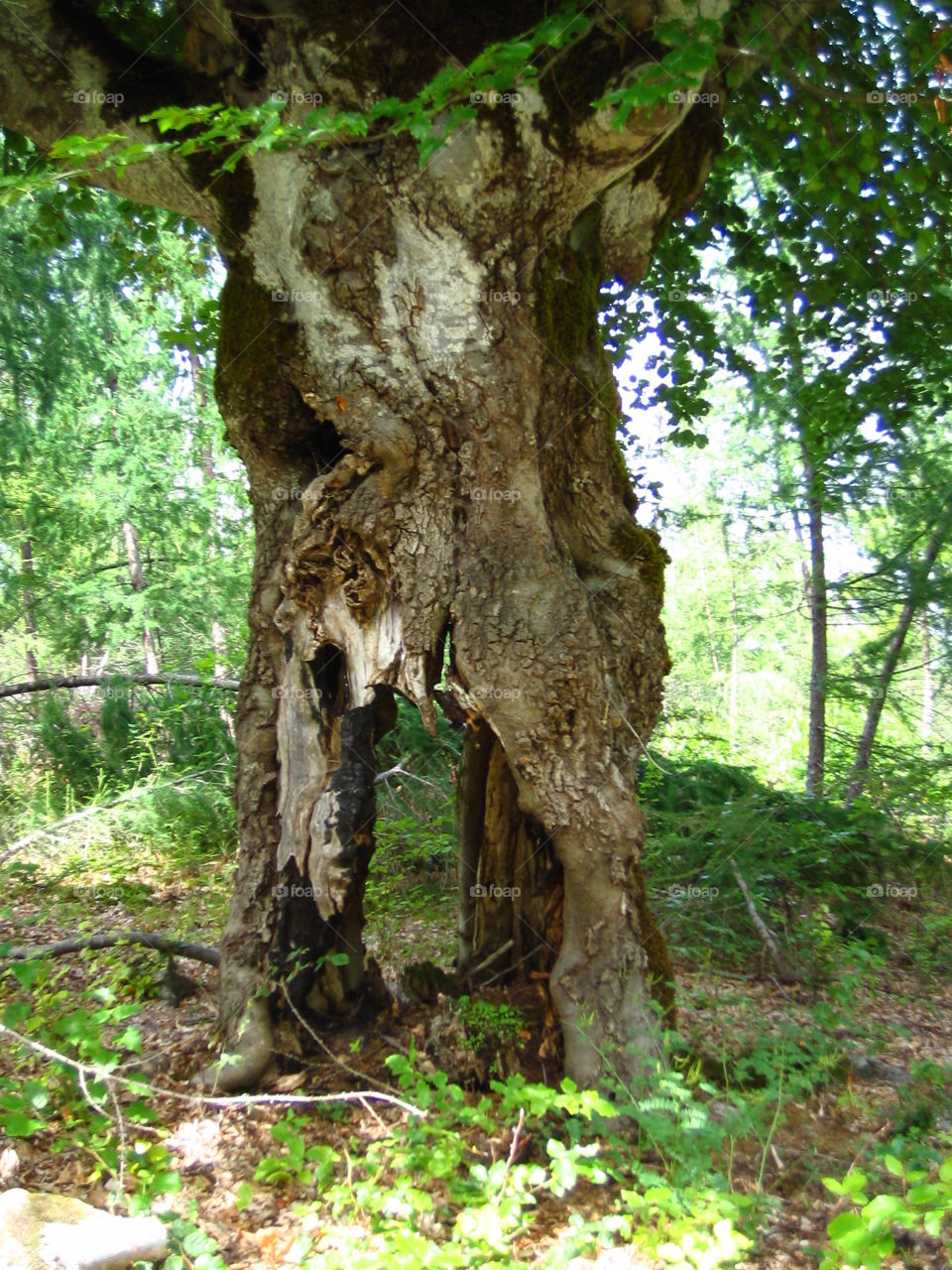 old tree